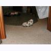 w2070 Alien kittens.jpg 378.8K